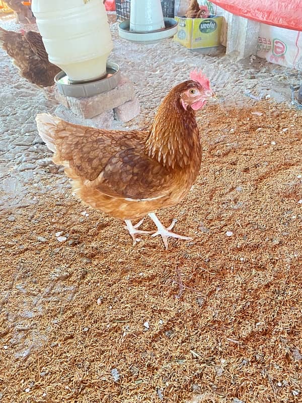 Lohman Brown Hens 8,9 Months 4