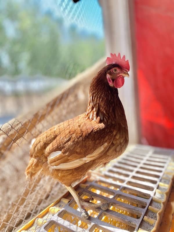 Lohman Brown Hens 8,9 Months 6