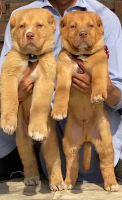 king Alabai Puppies/ Alabai pair For Sale