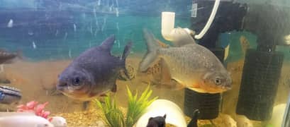 Pacu Fish Pair