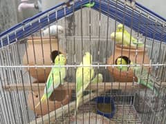 parrot for sale healthy and active 1 peir ke price 1000