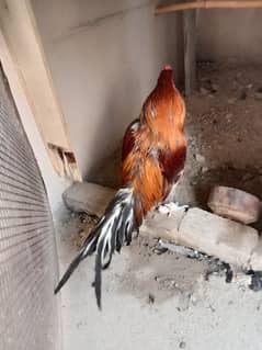 bermi or Pakistani meyawali karas sapiter bird