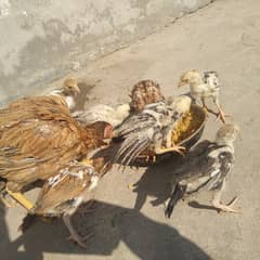 aseal  hen with 7 chick for sale