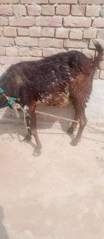 Desi gabban bakri 0