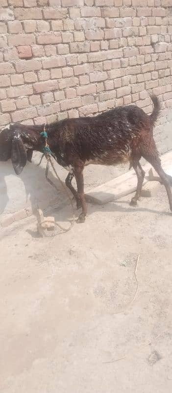 Desi gabban bakri 5