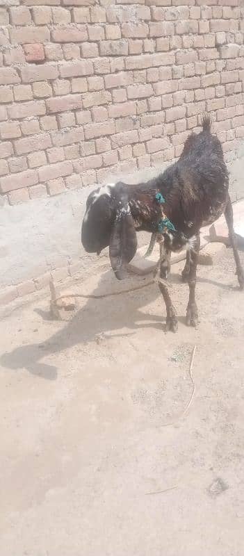 Desi gabban bakri 6