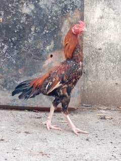 desi murga # rooster/