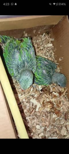 Green ringneck chicks