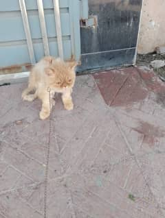 punch face male cat WhatsApp NUM 03065552120