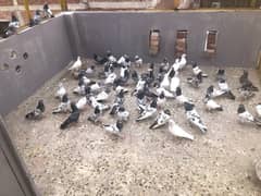 Breeder and flying pigeons