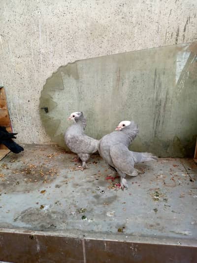 Mukhi Top Quality Breeder pairs