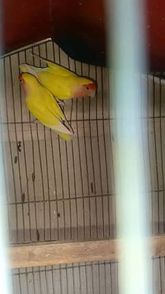 love bird lotino 18 month age ready to breed 1