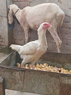 Paper white hen for sale eggs laynig