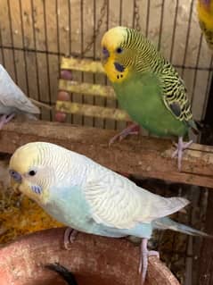 Australian parrot pairs for sale