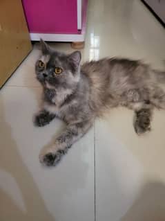 female persian cat for sell