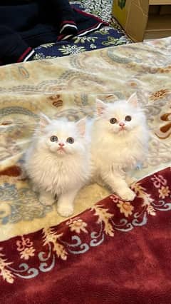 Persian Cat for sale my WhatsApp number 03238950275