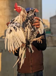 aseel cheena Punjab breed