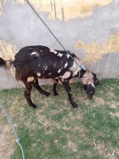 Goats For Sale