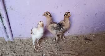 aseel chicks