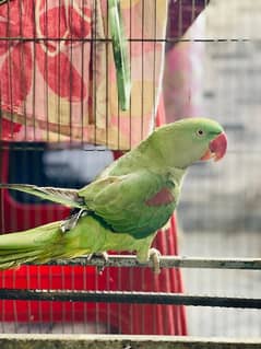 Raw parrot for sale