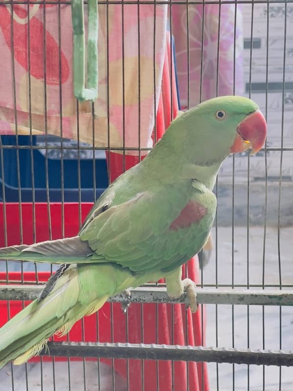 Raw parrot for sale 3