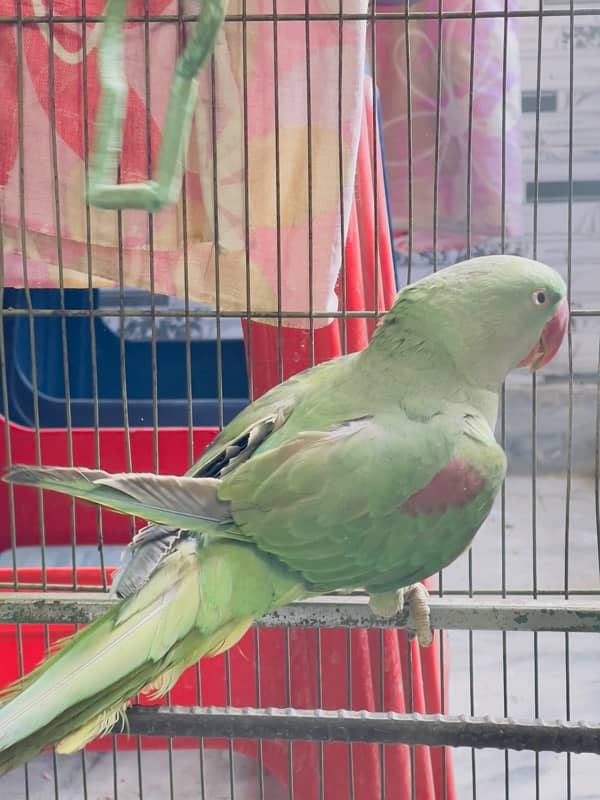 Raw parrot for sale 4