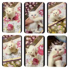 Triple Cote And Double Cote Kittens Male /female Available For sale