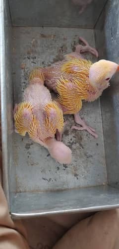 Yellow Khata Chiks