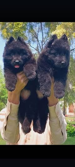 top quality black gsd long coat pair available