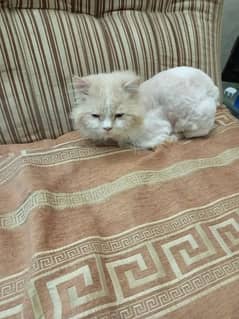 Persian male breeder cat for sell urgently basis