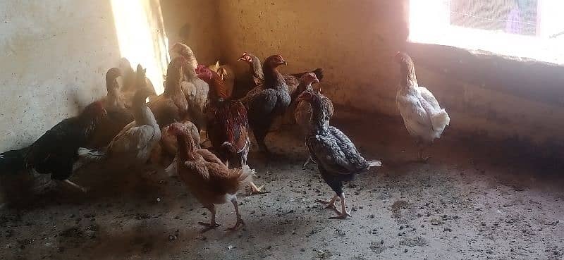desi murgia 5