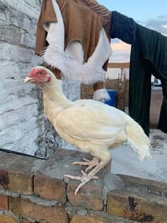 Quality paper white heera female egg laying