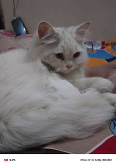 white persian male