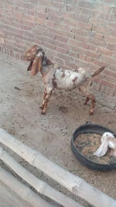 Bakra