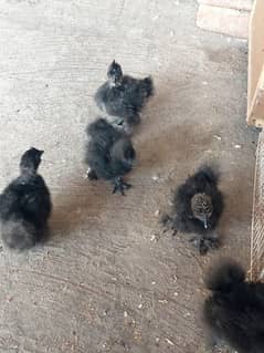 Black silkie top quality