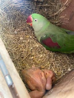 pahari parrot for sale