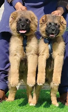 king Kurdish kangal puppy security Dog available for sale