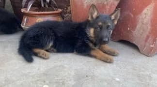 German shepherd Long Coat Male & Female puppy 03287625932WhatsApp