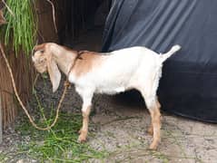 Bakri