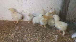 15 days White heavy buff chicks