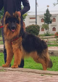 German shepherd proper long coat full train male age 7 months for sale