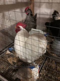 White Bantam male for sale