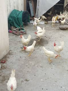 Paper White Pure Desi Layer Hens Available