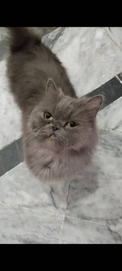 Persian cat male female