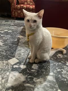 white cat with blue eyes for sale