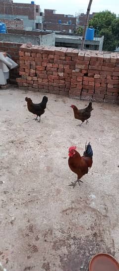 Dessi Hens For Sale