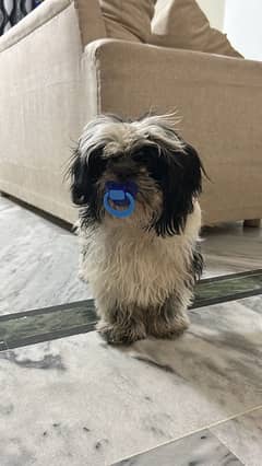 shihtzu