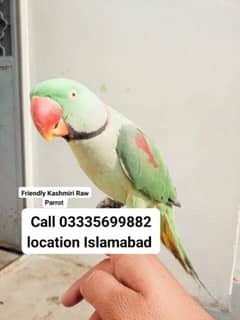 Hand Tamed Friendly Pure Kashmiri Raw Male Parrot