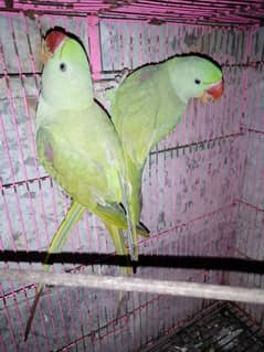 sell the pair of Raw parrots