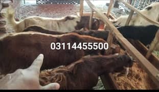 Bakra for sale